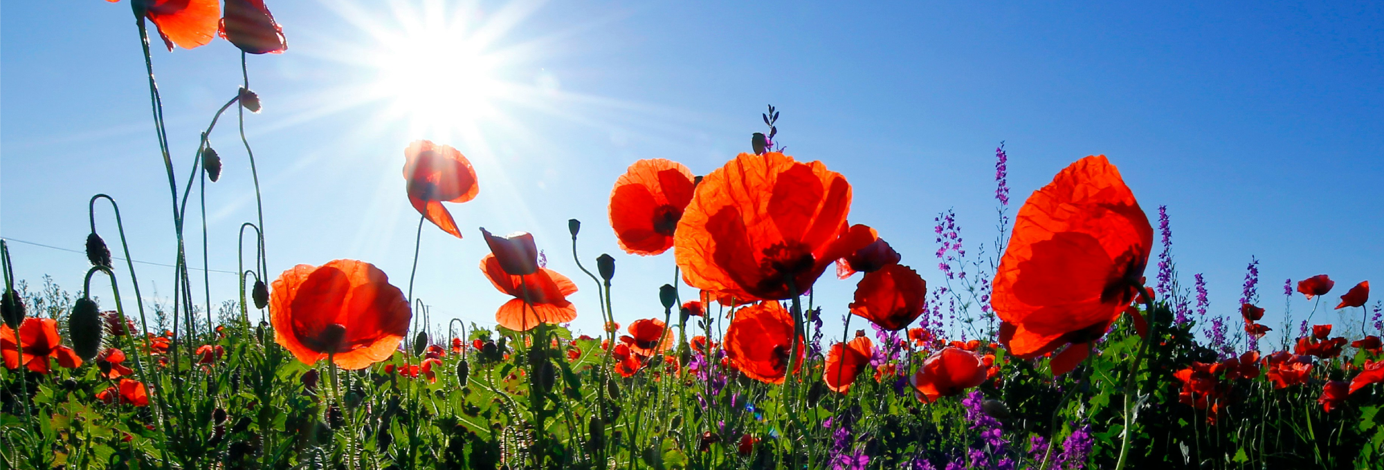 flanders-fields-Rememberance-Day-Banner-2000x680